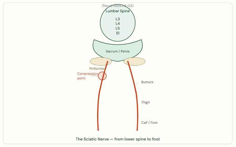 The Sciatic Nerve — from lower spine to foot